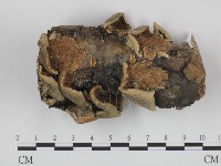 藏品(附毛菌屬)的圖片