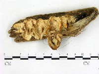 藏品(膠孔菌屬)的圖片