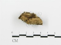 藏品(煙管菌)的圖片