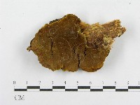 藏品(木層孔菌屬)的圖片