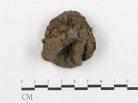 藏品(禿馬勃屬)的圖片