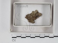 藏品()的圖片
