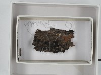 藏品()的圖片