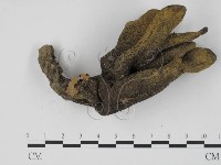 藏品(炭角菌屬)的圖片