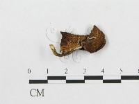 藏品(多孔菌屬)的圖片