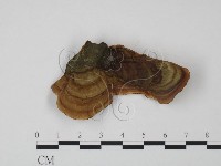 藏品(韌革菌屬)的圖片