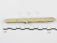 藏品()的圖片