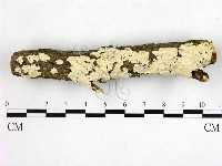 藏品(顯絲菌屬)的圖片