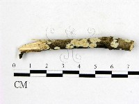 藏品(射脈菌屬)的圖片