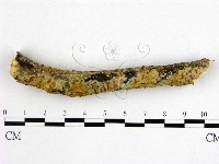 藏品(射脈菌屬)的圖片