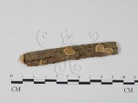 藏品(栓菌屬)的圖片