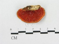 藏品(血紅密孔菌)的圖片