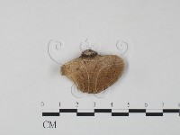 藏品(栓菌屬)的圖片