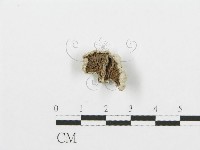 藏品(裂褶菌)的圖片