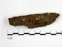 藏品(木耳屬)的圖片