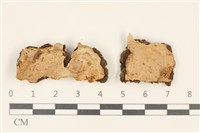 藏品(刺皮菌屬)的圖片