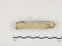 藏品(冇骨消絲齒菌)的圖片