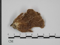 藏品(附毛菌屬)的圖片