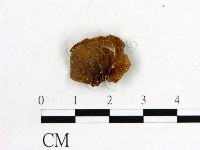 藏品(木耳屬)的圖片