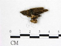 藏品(花耳屬)的圖片