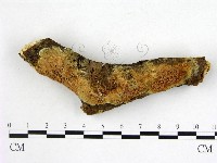 藏品(木層孔菌屬)的圖片