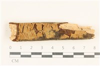 藏品(刺革菌屬)的圖片