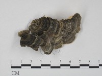 藏品(雲芝)的圖片