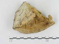 藏品(松生擬層孔菌)的圖片