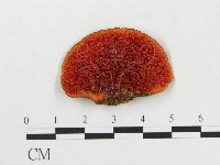 藏品(血紅密孔菌)的圖片