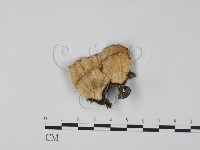 藏品(雲芝)的圖片