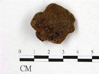 藏品(木層孔菌屬)的圖片