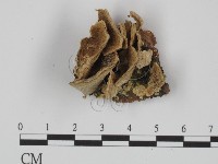 藏品(附毛菌屬)的圖片