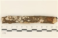 藏品(刺皮菌屬)的圖片