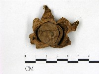 藏品(地星屬)的圖片