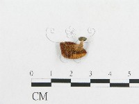 藏品(多孔菌屬)的圖片