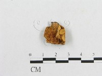 藏品(多孔菌屬)的圖片