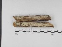 藏品(冇骨消絲齒菌)的圖片