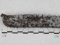 藏品(絲皮菌屬)的圖片