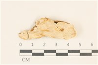 藏品(寡孔菌屬)的圖片