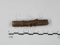 藏品(銀耳屬)的圖片