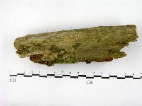 藏品(木層孔菌屬)的圖片