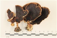 藏品(小孔菌屬)的圖片