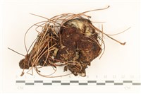 藏品(寡孔菌屬)的圖片