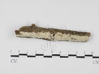 藏品(冇骨消絲齒菌)的圖片