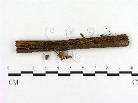 藏品(小菇屬)的圖片