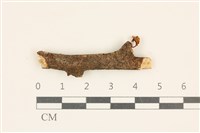 藏品(小皮傘屬)的圖片