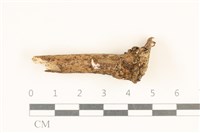 藏品(小皮傘屬)的圖片