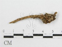 藏品(微皮傘屬)的圖片