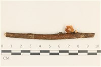 藏品(小皮傘屬)的圖片