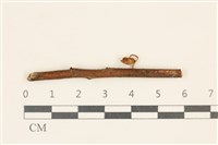 藏品(小皮傘屬)的圖片